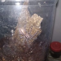 Poecilotheria metallica or P. regalis?