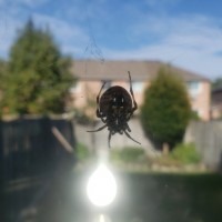 Huge Spider netting outside my house. Anyone know the species? 1