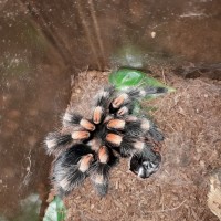 Hamorii freshly moulted