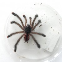 Avicularia sp. British Guyana