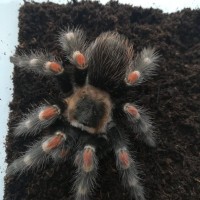 Brachypelma auratum 0,1