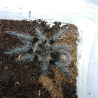 Grammostola grossa