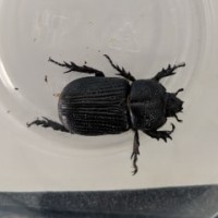 Triceratops Beetle