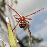 Red Widow, Latrodectus bishopi