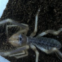 Galeodes sp. male or female?