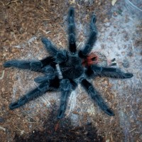 Grammostola iheringi Sub-Adult Female - ~4"