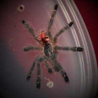 Avicularia variegata