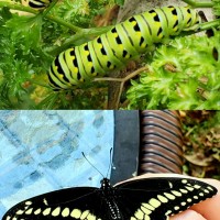 First Papilio polyxenes to emerge from chrysalis