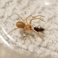 Chilean recluse spider
