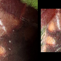2" Avicularia avicularia [ventral sexing]