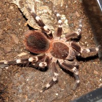 A King Deposed (♂ Acanthoscurria geniculata 3.75")