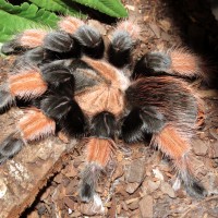 Petra (♀ Brachypelma emilia 4.5")