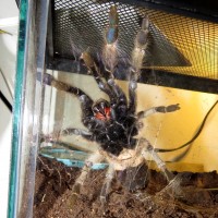 Belly Rub? (♀ Ceratogyrus marshalli 5")