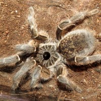 Miss Hissypants (♀ Ceratogyrus marshalli 5")