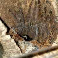 Poecilotheria Rufilata