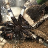 P. Regalis 3”+ M or F?