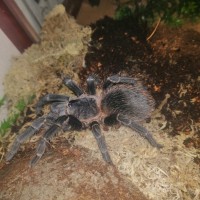 3" Lasiodora striatipes