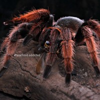 Brachypelma klaasi.