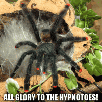 All Glory to the Hypnotoes
