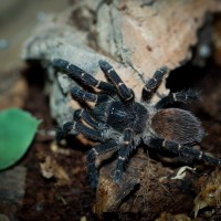 Neischnocolus sp. Panama Adult Female