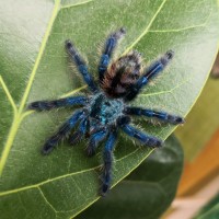 C. versicolor l7