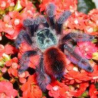 C. versicolor l10 m