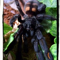 P. irminia l11 f