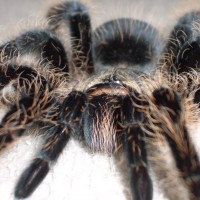 B. albopilosum l11 m