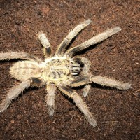 Haplopelma lam dong juvinile female