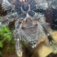 Avicularia avicularia