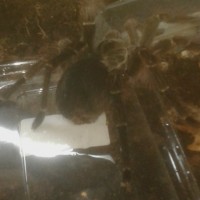 t blondi(female)8th molt