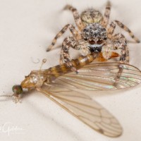 Jumping Spider With Prey