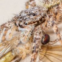 Jumping Spider With Prey