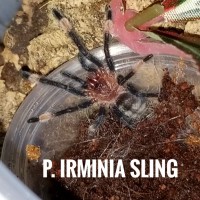 irminia sling