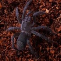 Aphonopelma xwalxwal