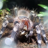 acanthoscurria geniculata