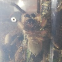 4cm Monocentropus balfouri [ventral sexing]