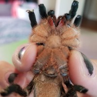 Aphonopelma seemanni sexing