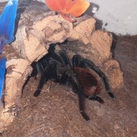 Brachypelma vagans