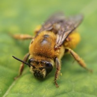 Eucera pruinosa