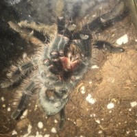 Brachypelma Albopilosum - Belinda