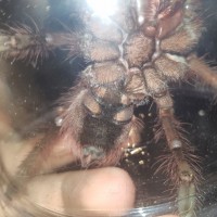 T Stirmi