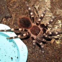 He's Crying (♂ Acanthoscurria geniculata 3.75")