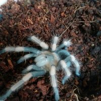 Brachypelma hamorii freshly molted