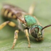 Male Agapostemon sp.