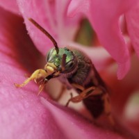 Agapostemon sp.