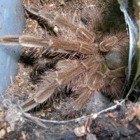 Theraphosa blondi