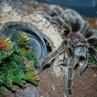 Grammostola porteri Adult Female