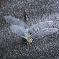 Dragonfly Help