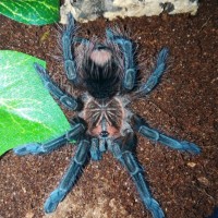 Pamphobeteus Sp. Machalla 0,1